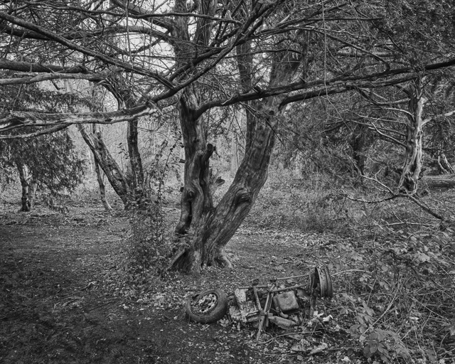 Yew Grove